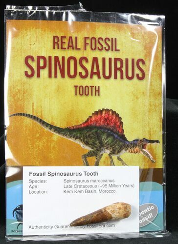 Real Fossil Spinosaurus Teeth (Pre-packaged) - Morocco - Photo 1
